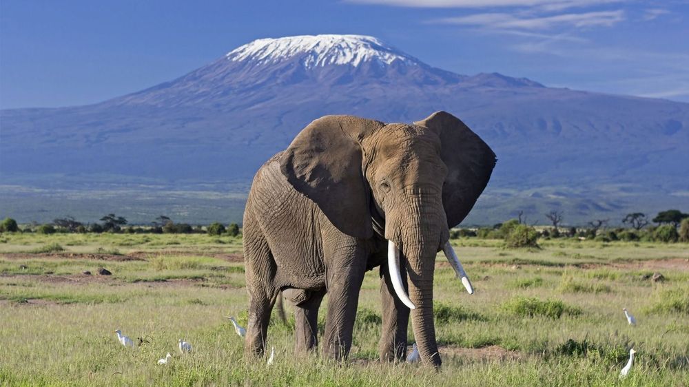 Elephant with Mount Kilimanjaro in the distance