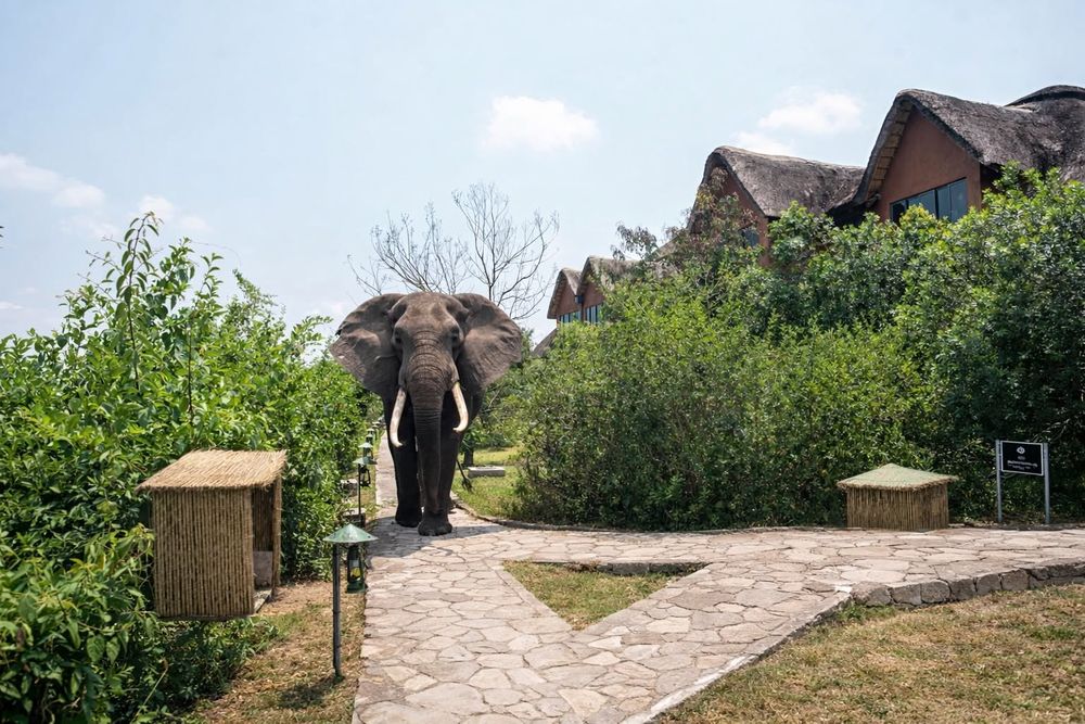 Elephant walking past a safari lodge in Uganda