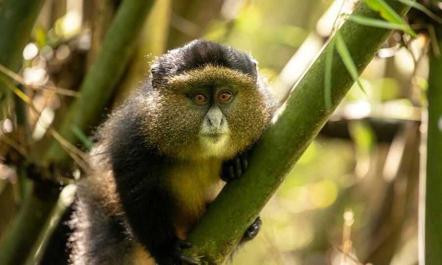 Golden monkey in bamboo forest