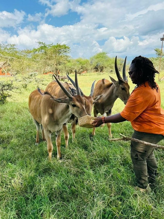 Avents guide with eland antelope in the field