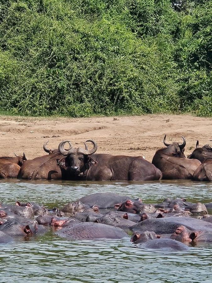Hippos and buffalo on the Kazinga Channel