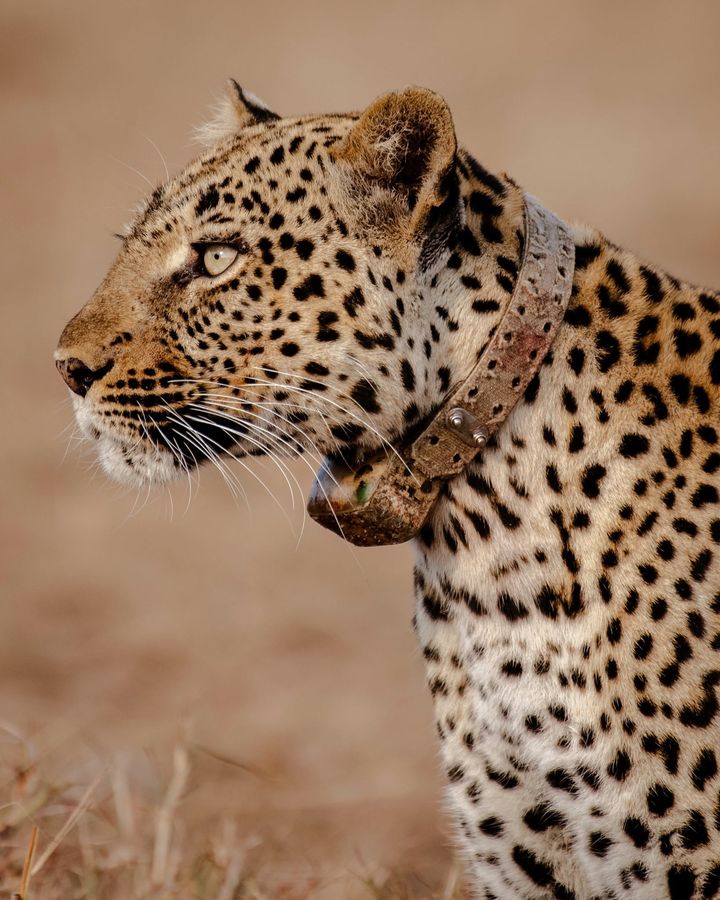 Leopard portrait in golden grassland
