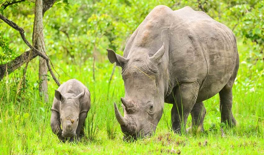 White rhino and calf grazing at Ziwa Rhino Sanctuary
