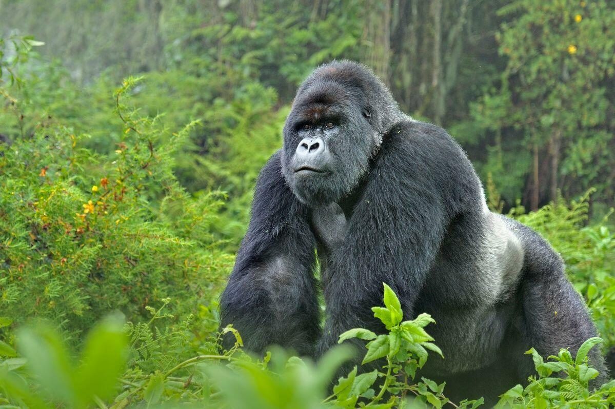 Mountain gorilla silverback in Uganda's forest