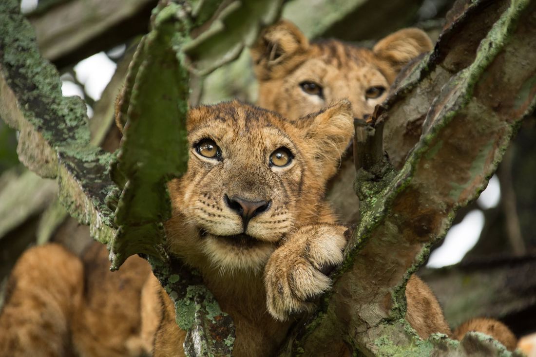 Tree-climbing lion cubs resting in a fig tree at Ishasha