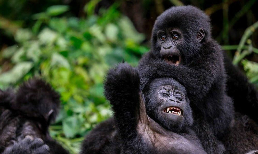 Mountain gorilla mother and baby in Bwindi